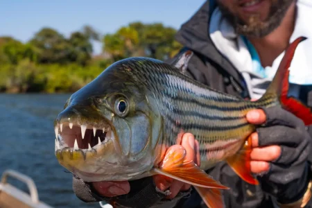 Chobe River Fishing Tour